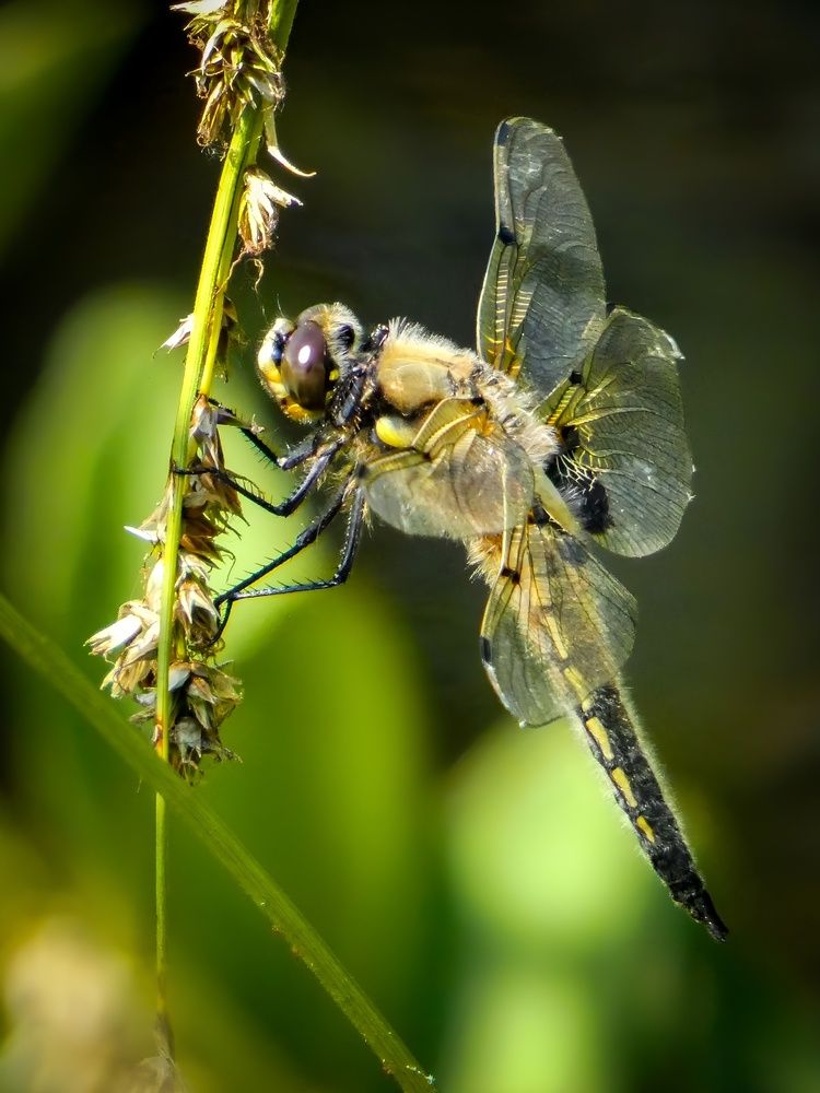 Фотография автора Michael Gault