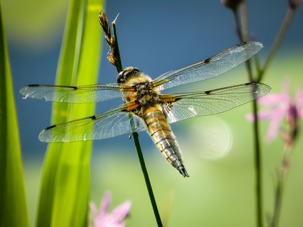 Фотография автора Michael Gault