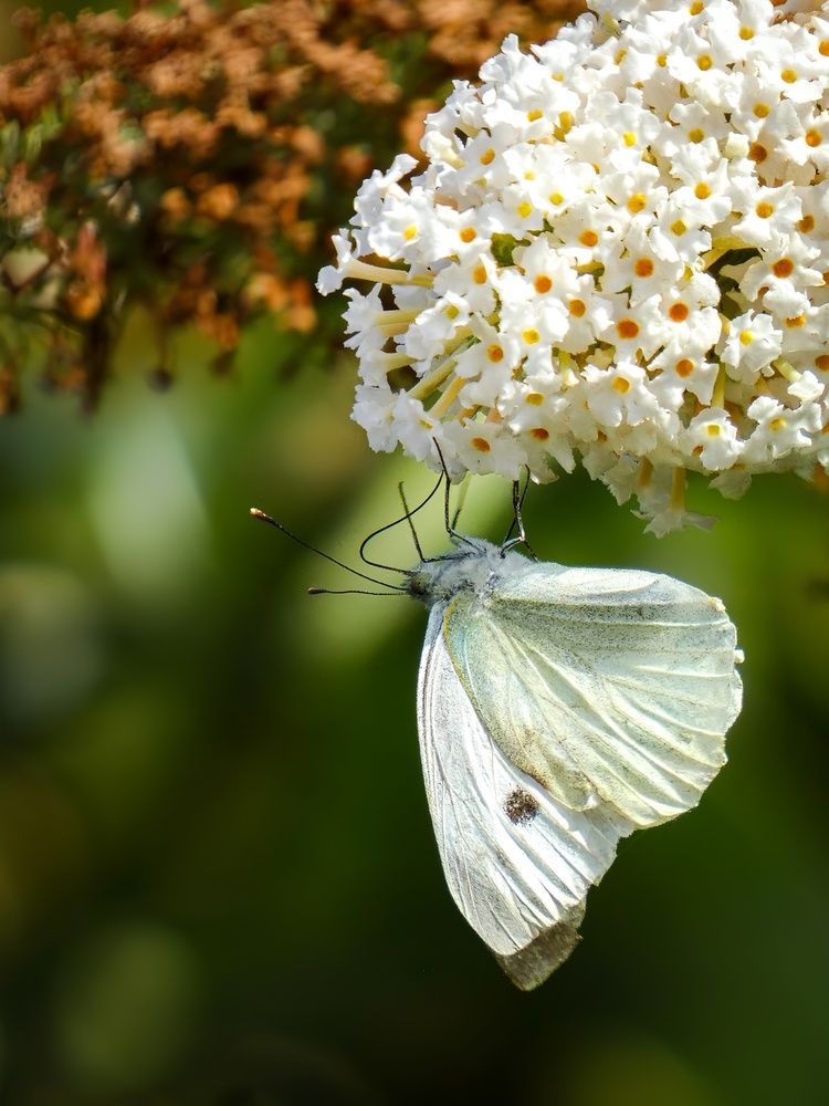 Фотография автора Michael Gault