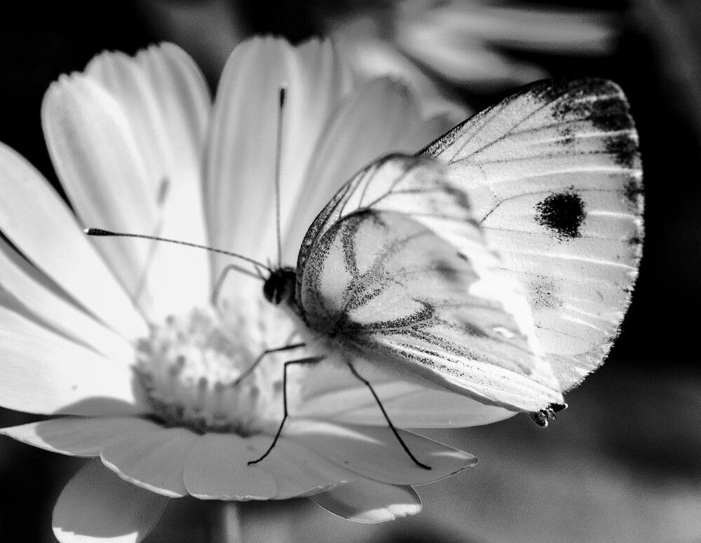 Photograph by Ксения Шилина