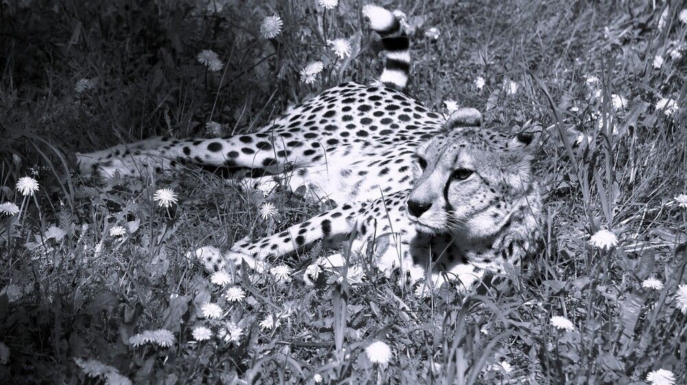 Witness the tranquility of a serene cheetah cradled within a vibrant tapestry of golden dandelions