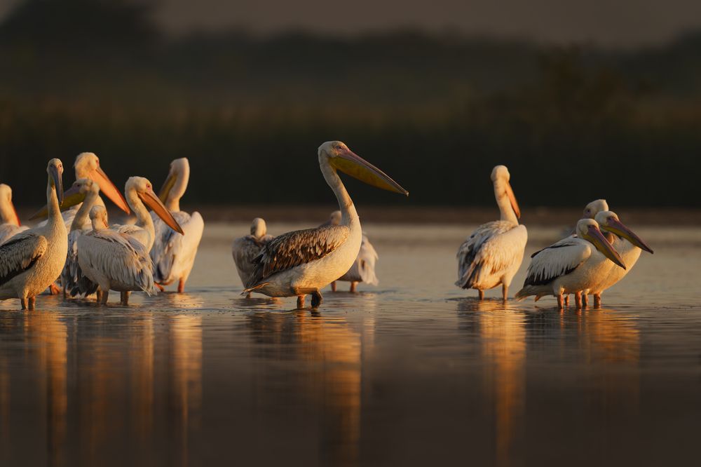 Wetland Royals at Dawn