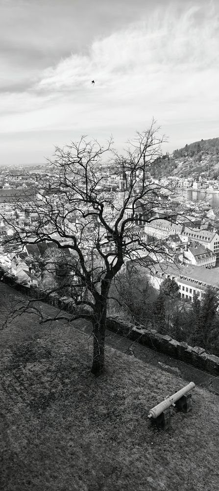 Photo #11886963