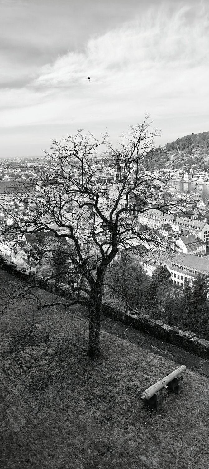 Photo #11886963