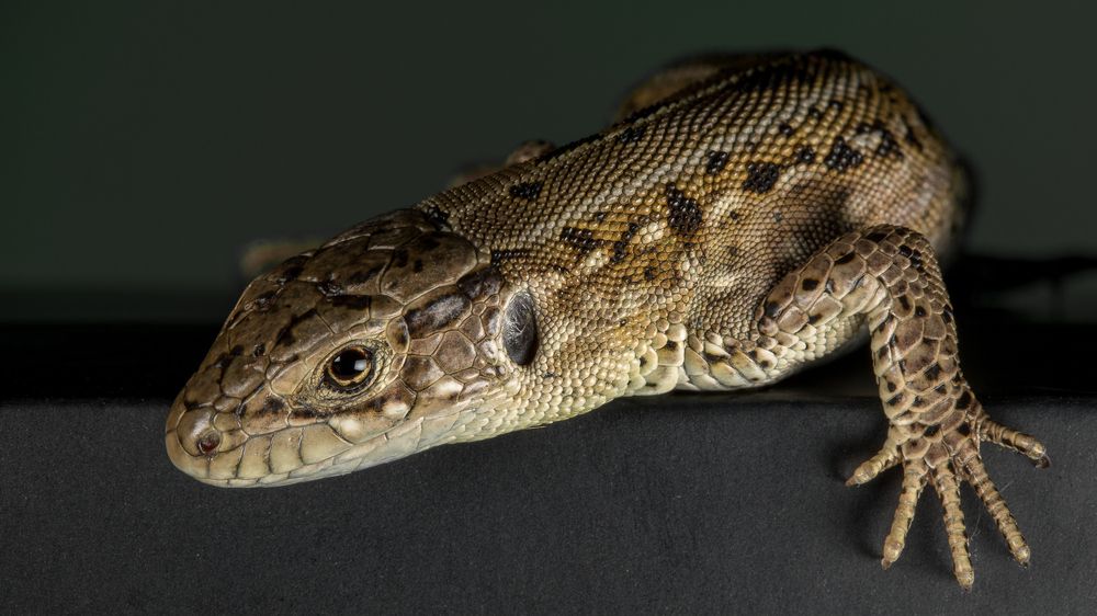 Photograph by Андрей Кривов