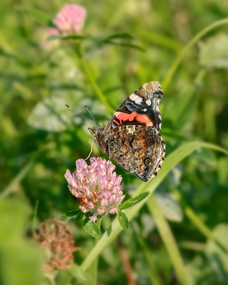 Photograph by Владимир Колесников