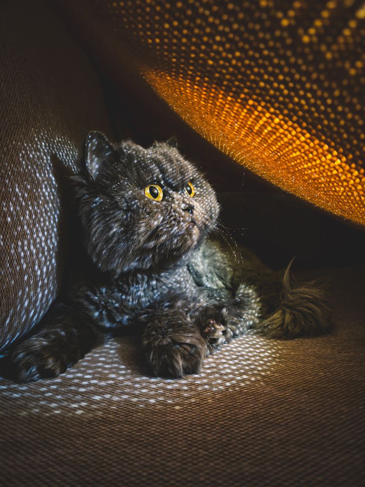 Photograph by amin roshan afshar