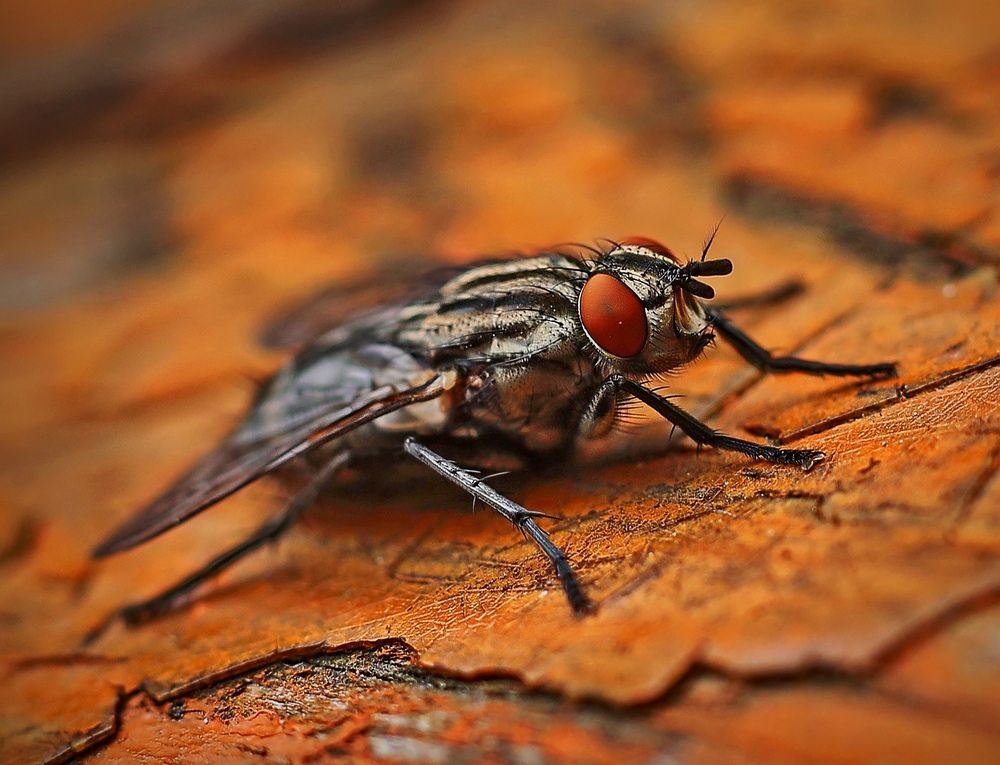 Photograph by Татьяна Бравая