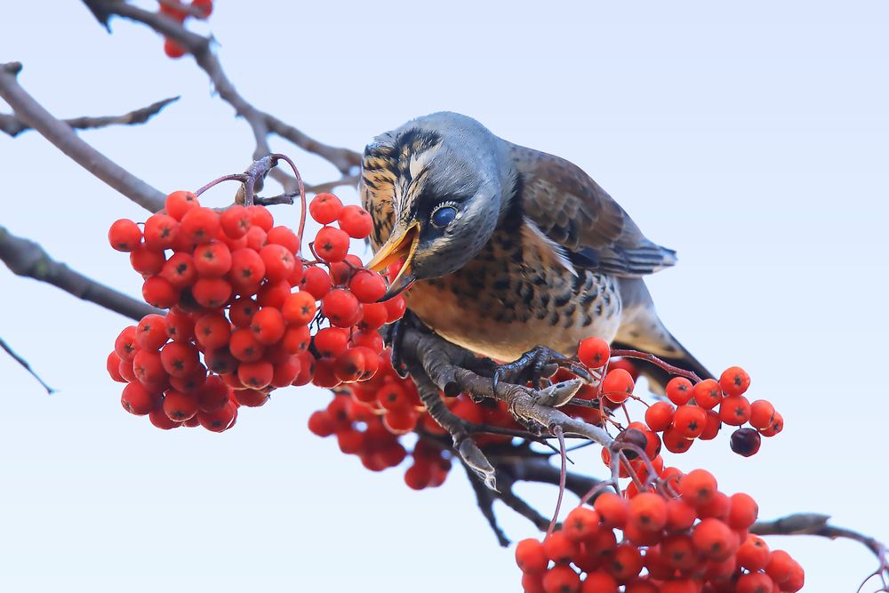 Сладка ягода. Дрозд.