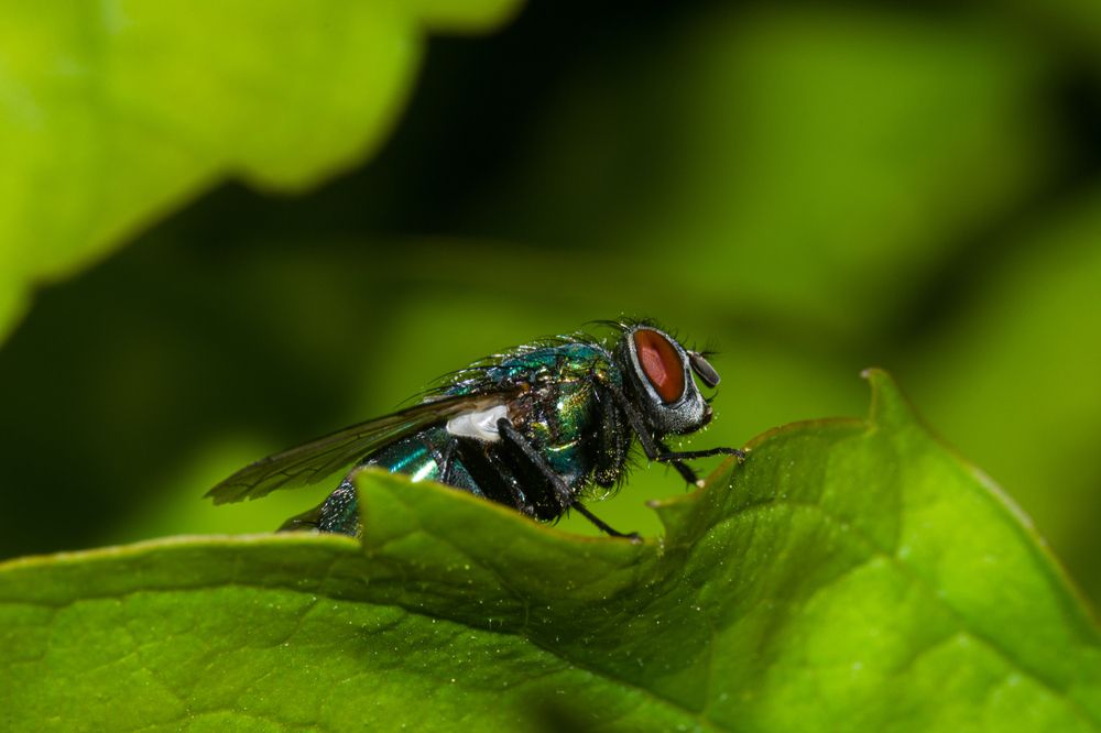 Photograph by Олег Алексеев