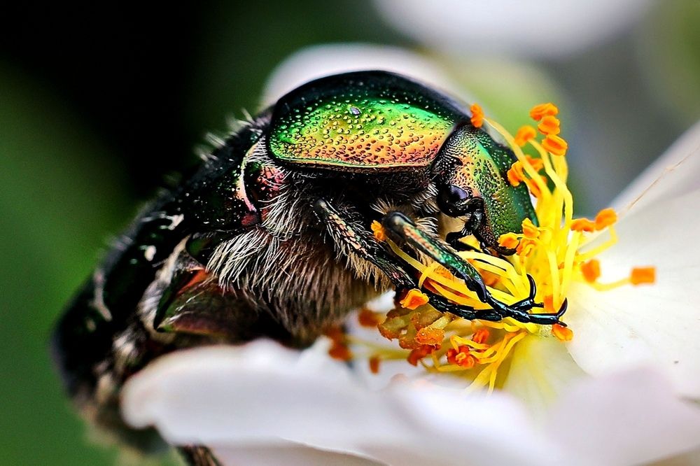 бронзовка (Cetoniinae) — это жук из семейства пластинчатоусых.