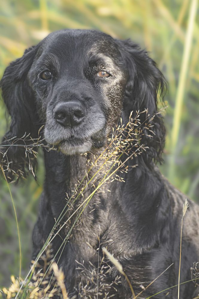 Кузенька. Моя любовь, моя душа. Память.