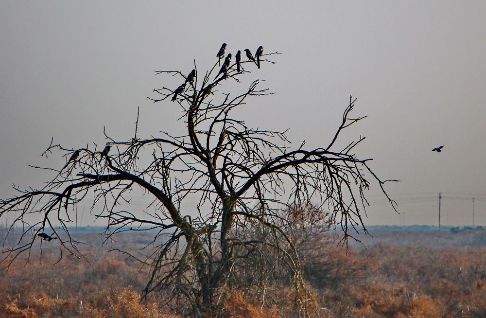 Сороки прилетели