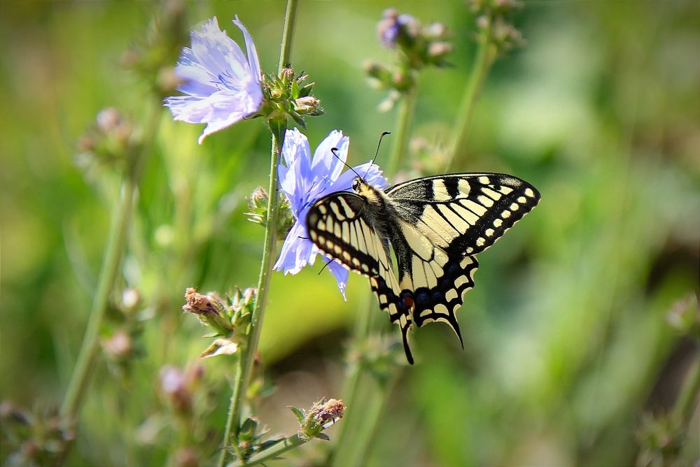 Фотография автора Ser P