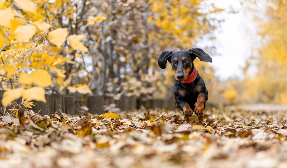 Фотография автора Маори Мурр