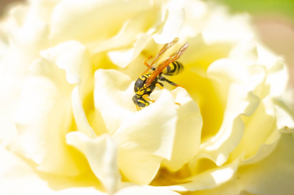 Photograph by Ольга Захарова