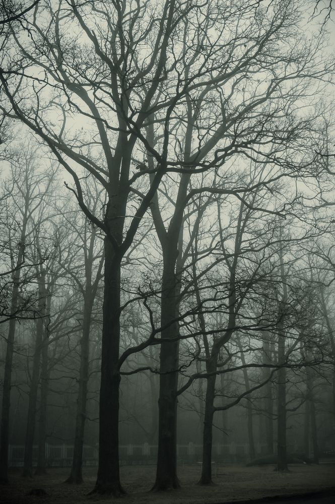 Фотография автора Максим Светличный