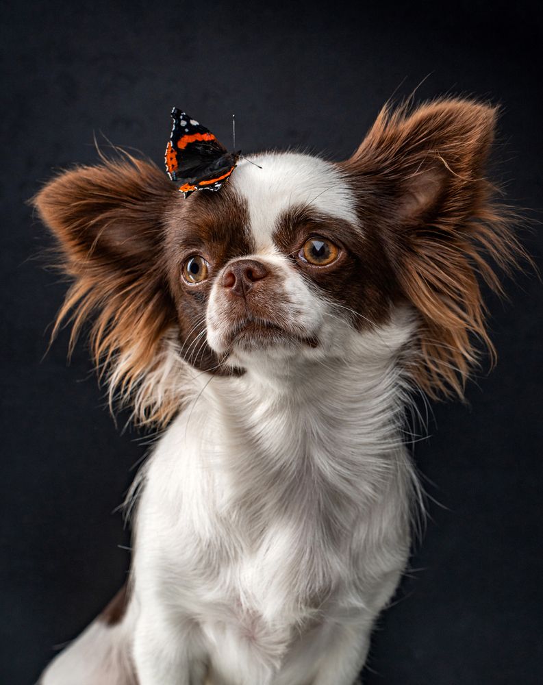 Фотография автора Маори Мурр