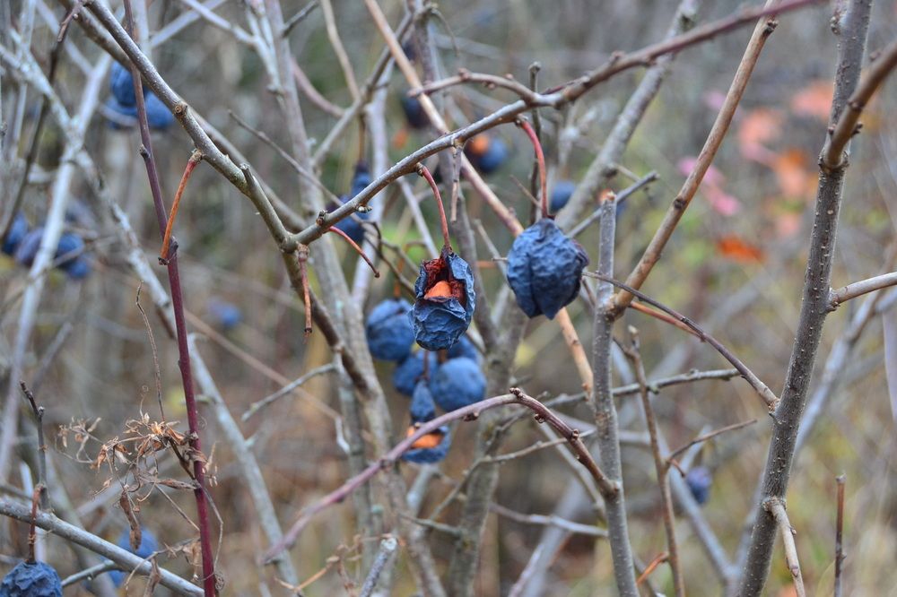 Photograph by Наталья Слудникова