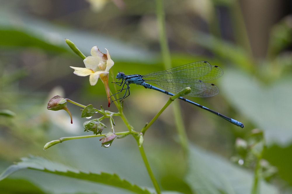 Photograph by Лапенкова Ольга