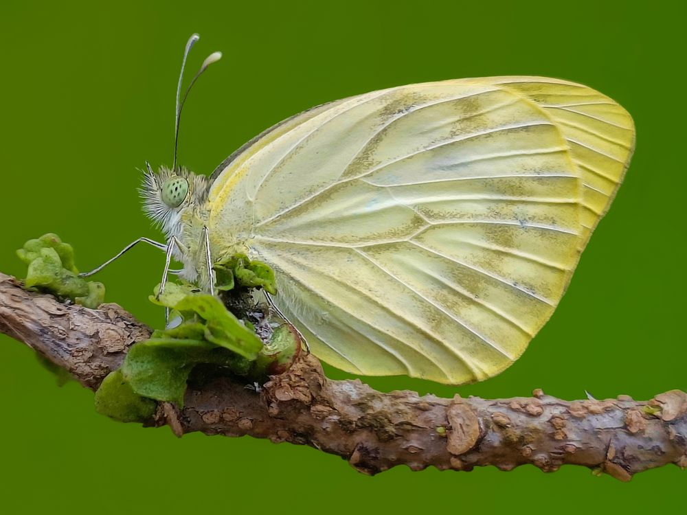 Nature's Grace: A Common Gull Butterfly on a Stem