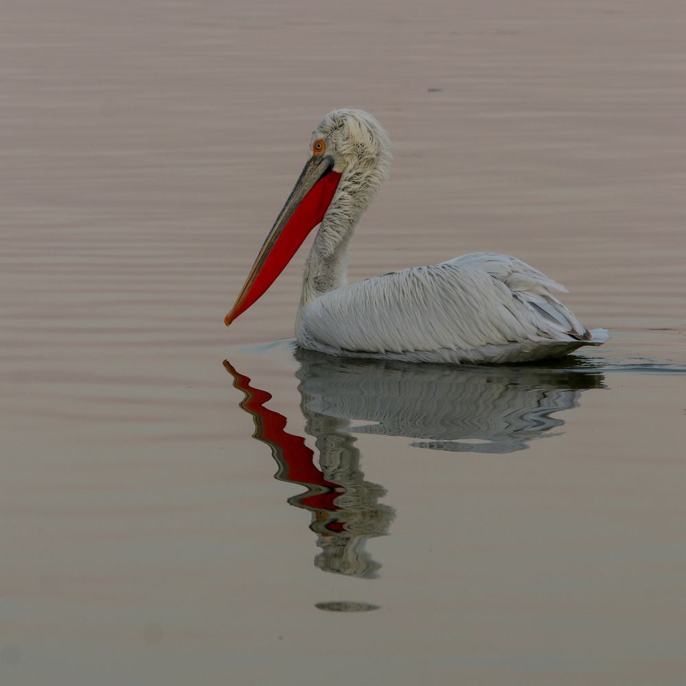 Dalmatian pelican
