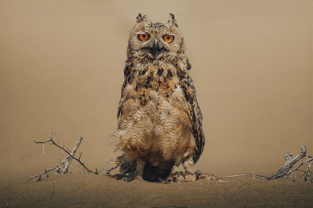 Фотография автора sherif Abdallah