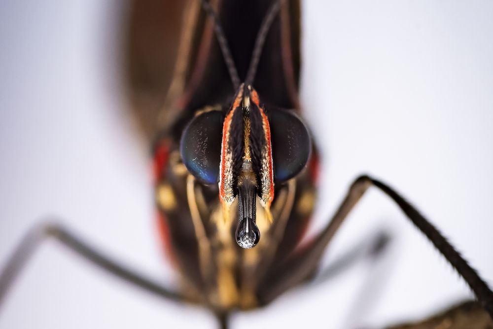 Photograph by Stefania Pelosi