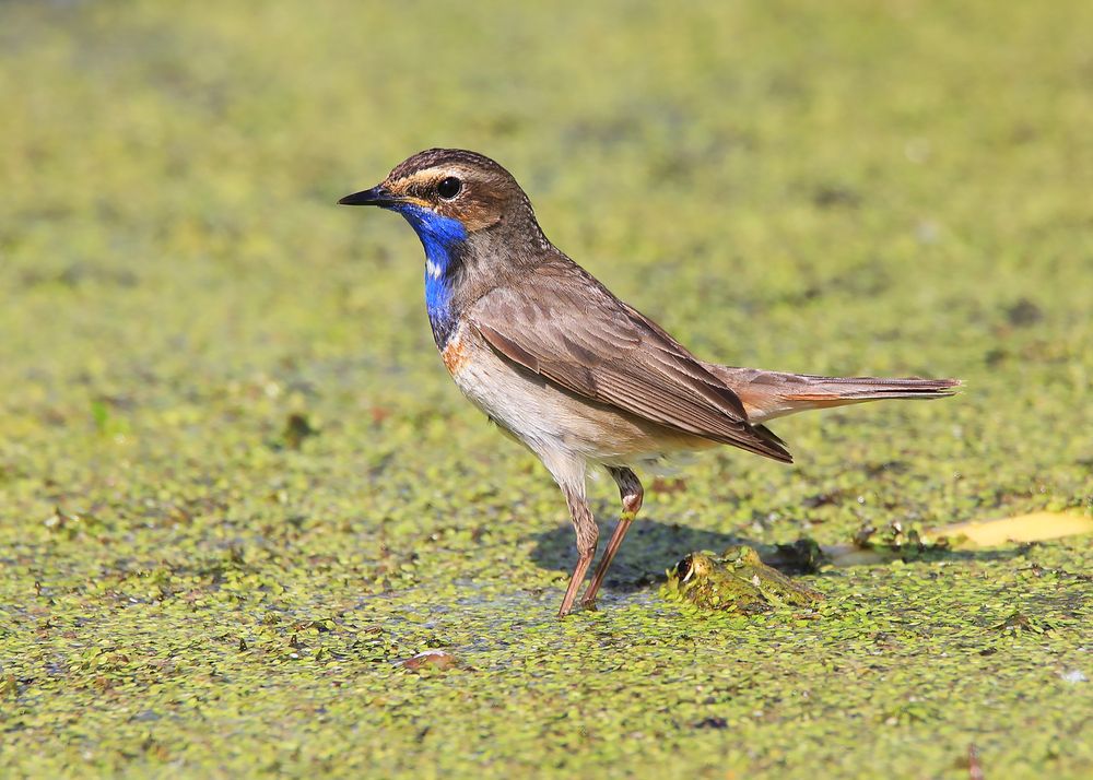 Photograph by Николай Протасеня