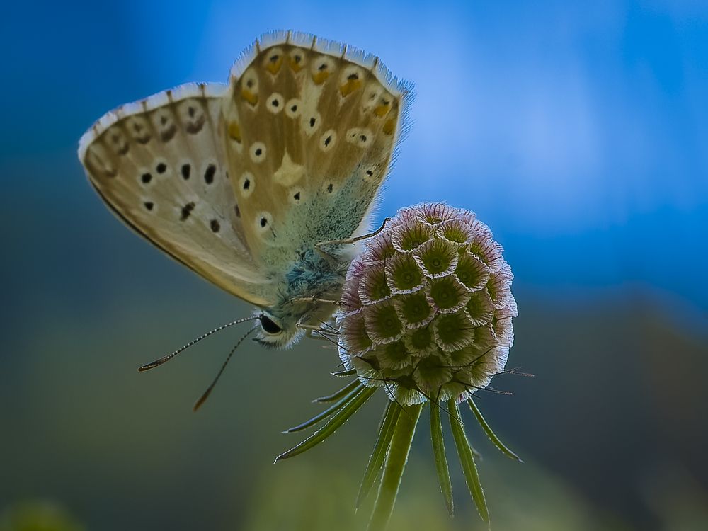 Photograph by Stefania Pelosi