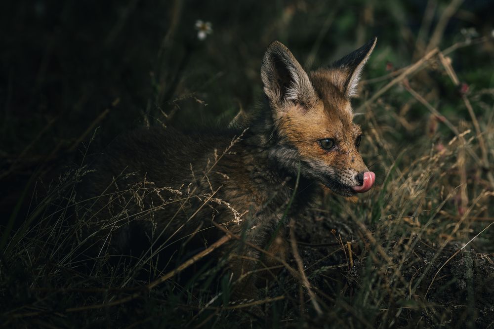 Фотография автора sherif Abdallah