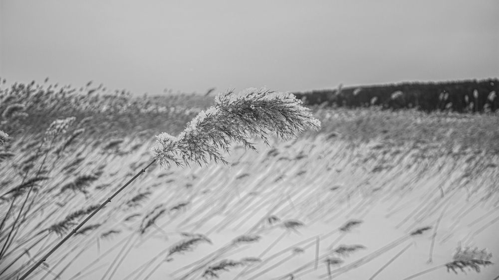 Photograph by Дмитрий Анисимов