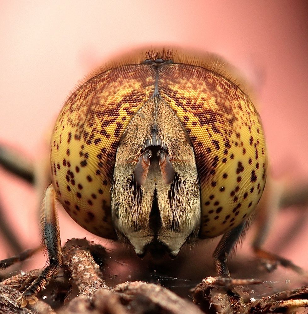 Фотография автора Edu salvador