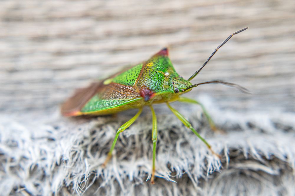 Photograph by Дмитрий Анисимов