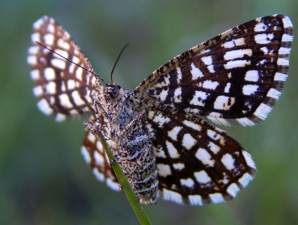 Photograph by Наталья Соколова