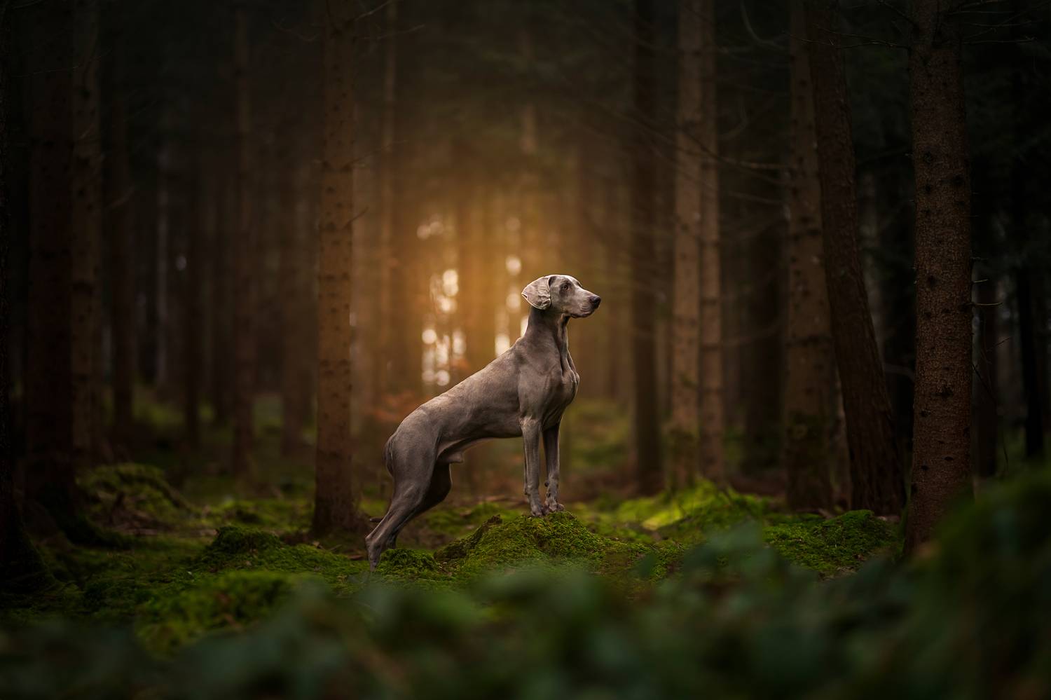 Фотография #11888133