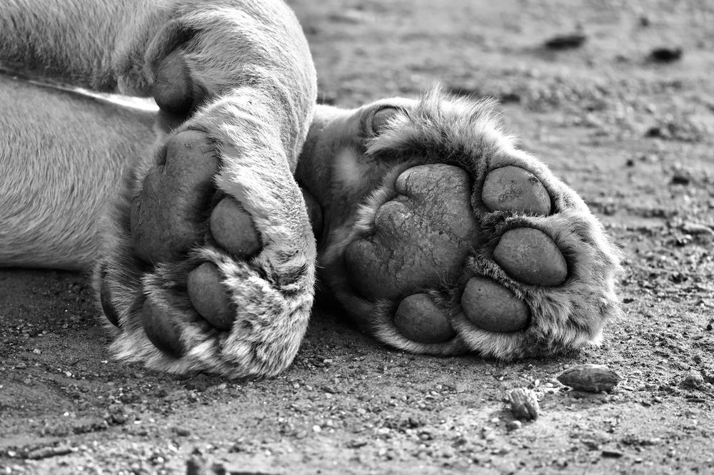 Photograph by Sanjay Risbood