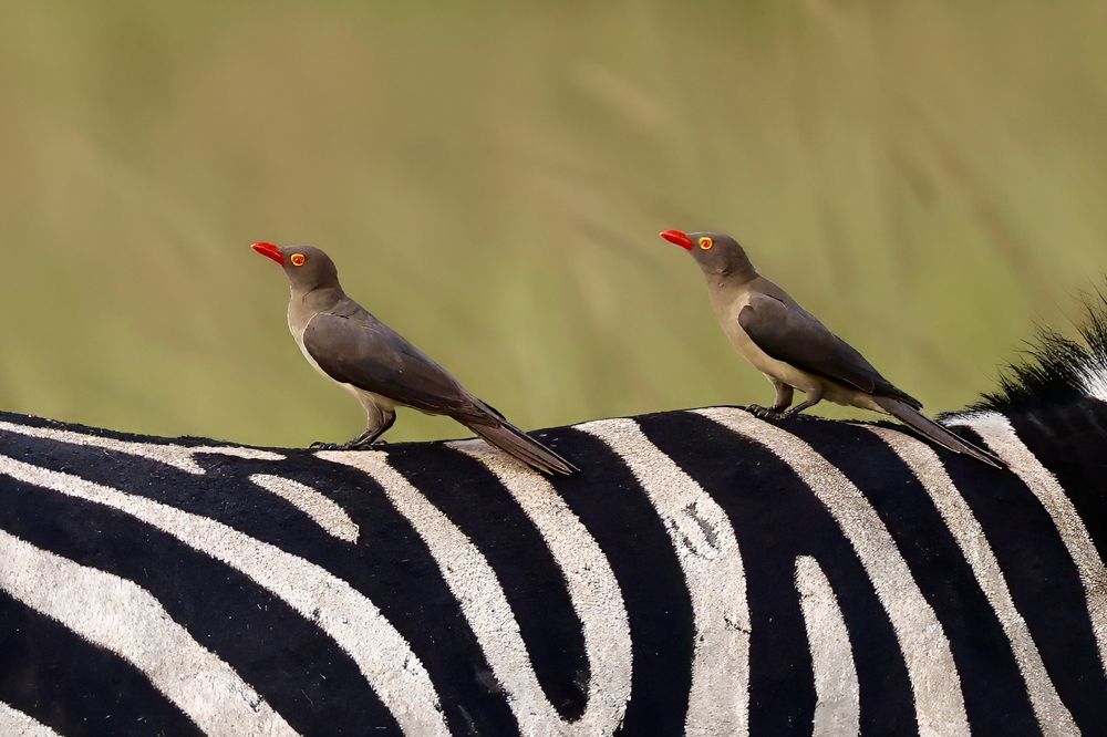 Photograph by Sanjay Risbood