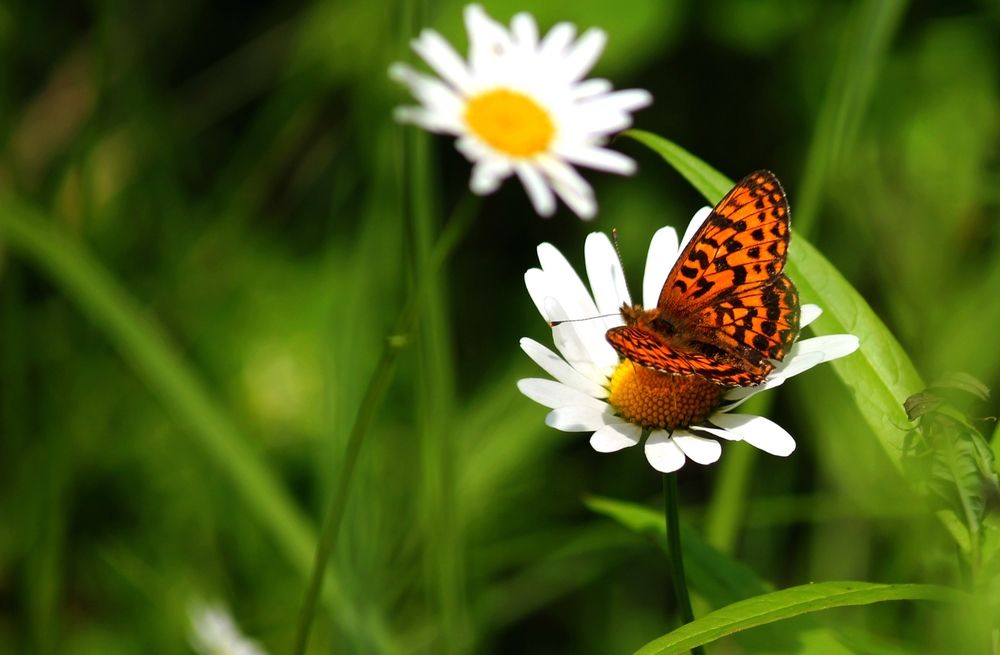 Photograph by Марина Мишутина