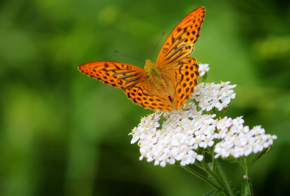 Photograph by Марина Мишутина