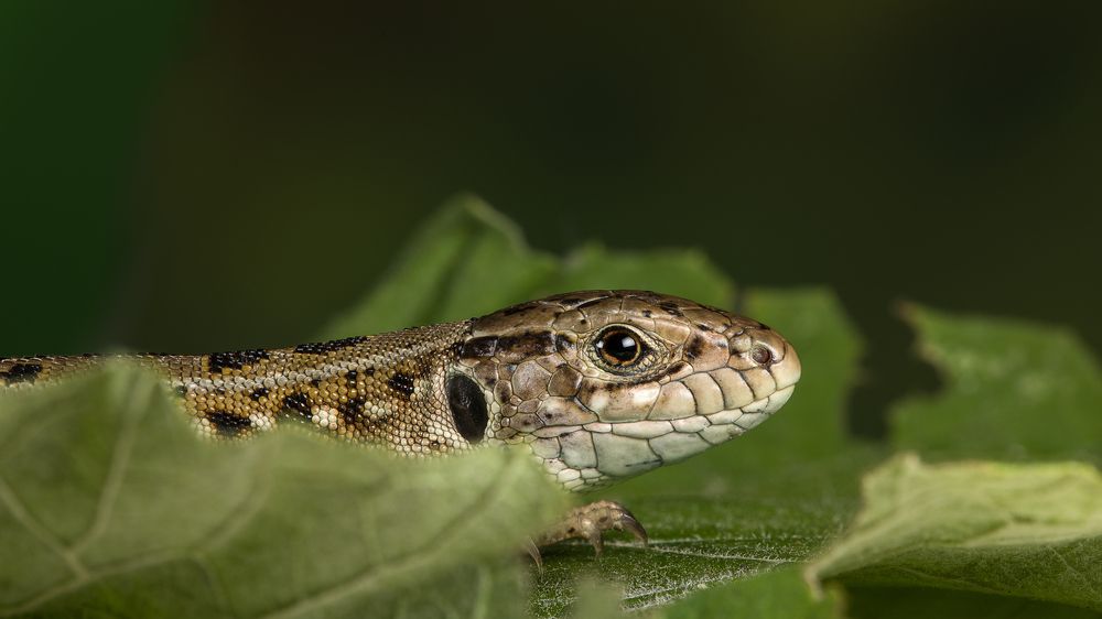 Photograph by Андрей Кривов