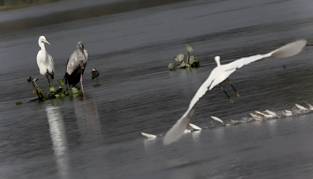 Photograph by Anjan Choudhury
