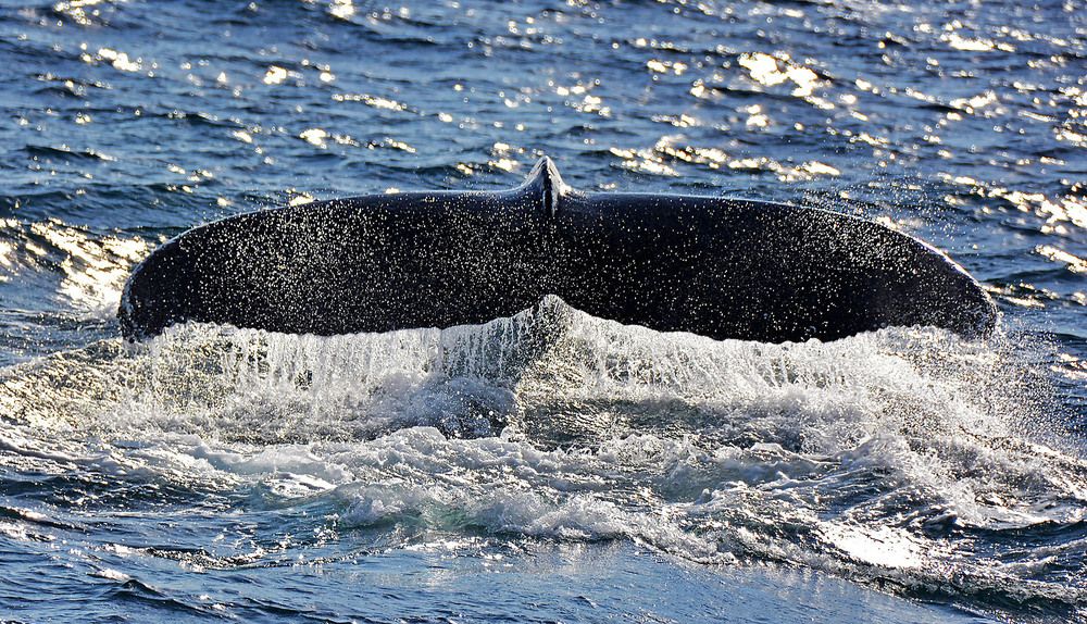 Photograph by Marjo Steffen