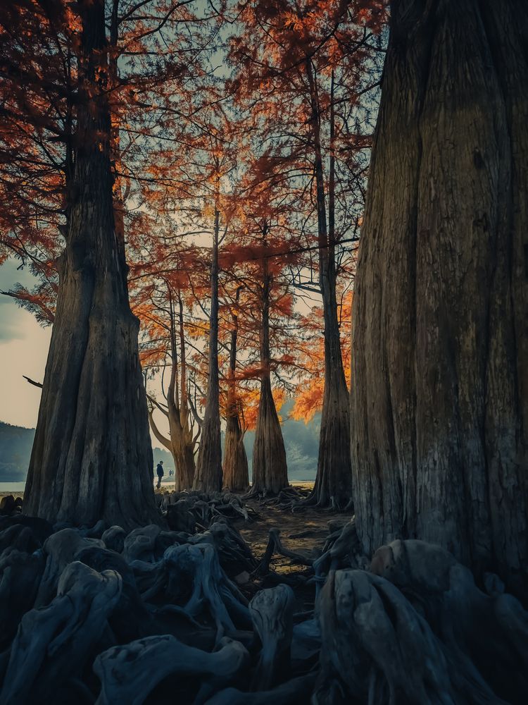 Осеннее утро среди кипарисов