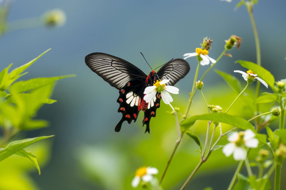 Парусник Лови (Papilio lowi)