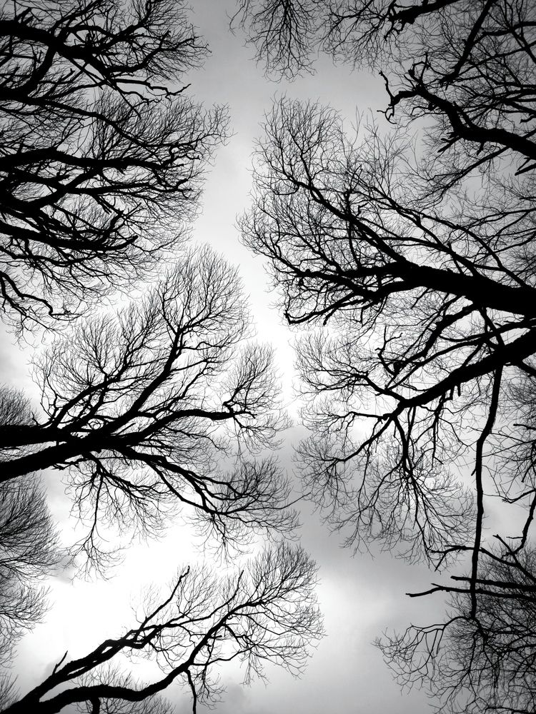 Когда деревья были большими