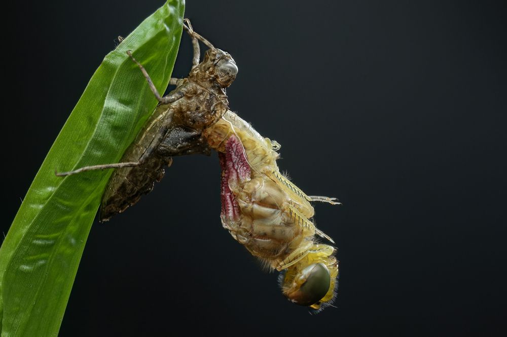 Photograph by Nguyen Van Thanh