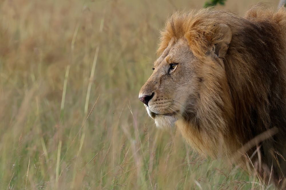 Photograph by Sanjay Risbood