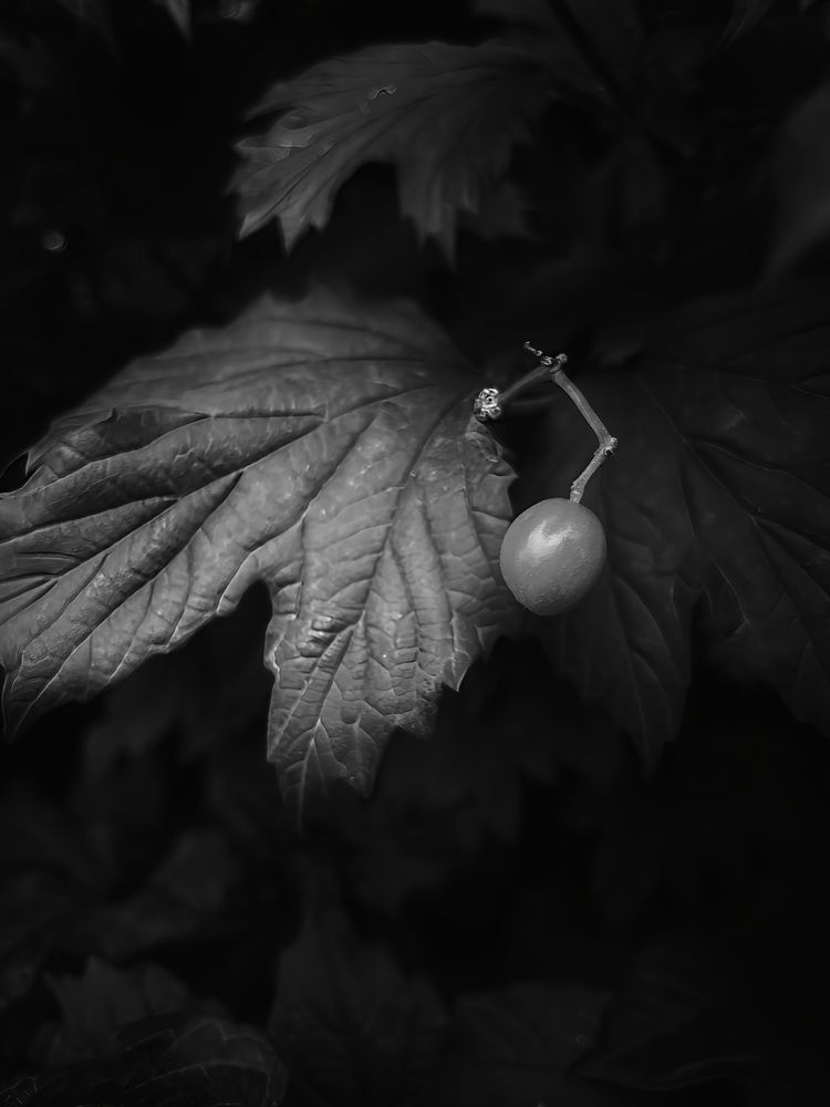 Фотография автора Елена Плешкова