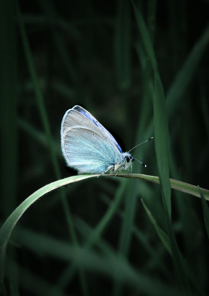 Фотография автора Лада Еремеева
